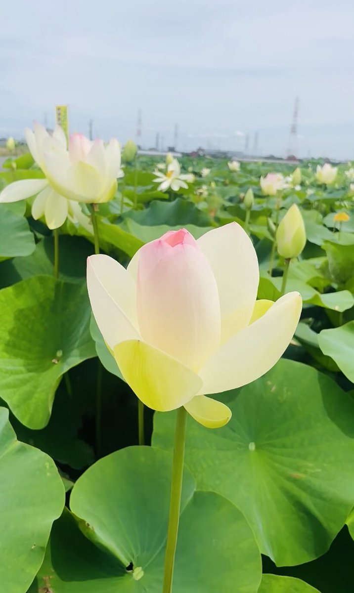 fausalcoy's tweet photo. すこーししおれ気味ですが、上から光が当たっていて綺麗だった蓮。チューリップとかハスとかは晴れた日の昼頃いくと上から光を受けて花全体が光っているように撮れてとても綺麗です。まだしおれてなければ笑。良い火曜日を
-
#おしゃんぽ
#東京観光
#はな
#はなまっぷ
#はなすたぐらむ
#ハスの花 https://t.co/SyfXgEncHP