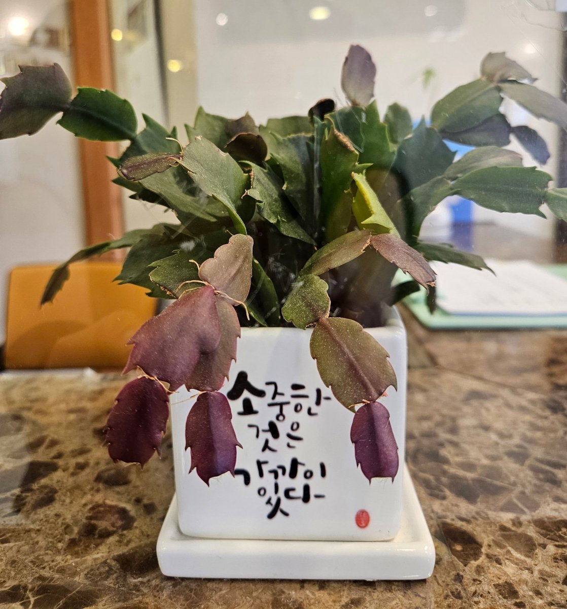 이채영 (@caeyeong_81) on Twitter photo 