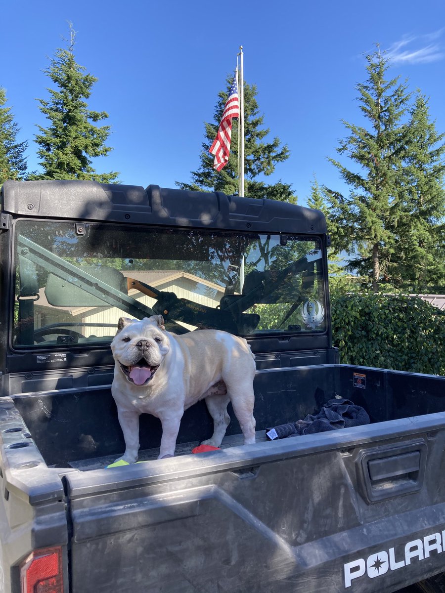 Happy Independence Day, America! 🇺🇸🥳🎆
Today marks one full year since I had to go, but I do hope my family knows I love them so. The fireworks are amazing from this view that I have now! Love you all my friends!
❤️🤍💙 #happy4th #independenceday #bulldog #alldogsgotoheaven
