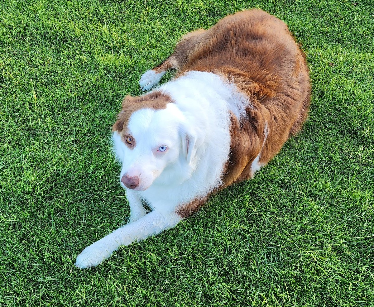 john reilly tweet media