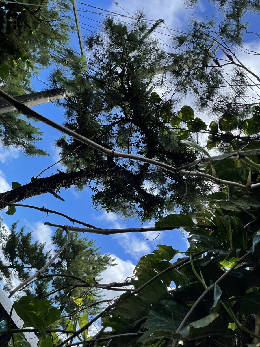 沖縄のでかいポトスとタコスと受粉 https://t.co/nAIKJfauy1