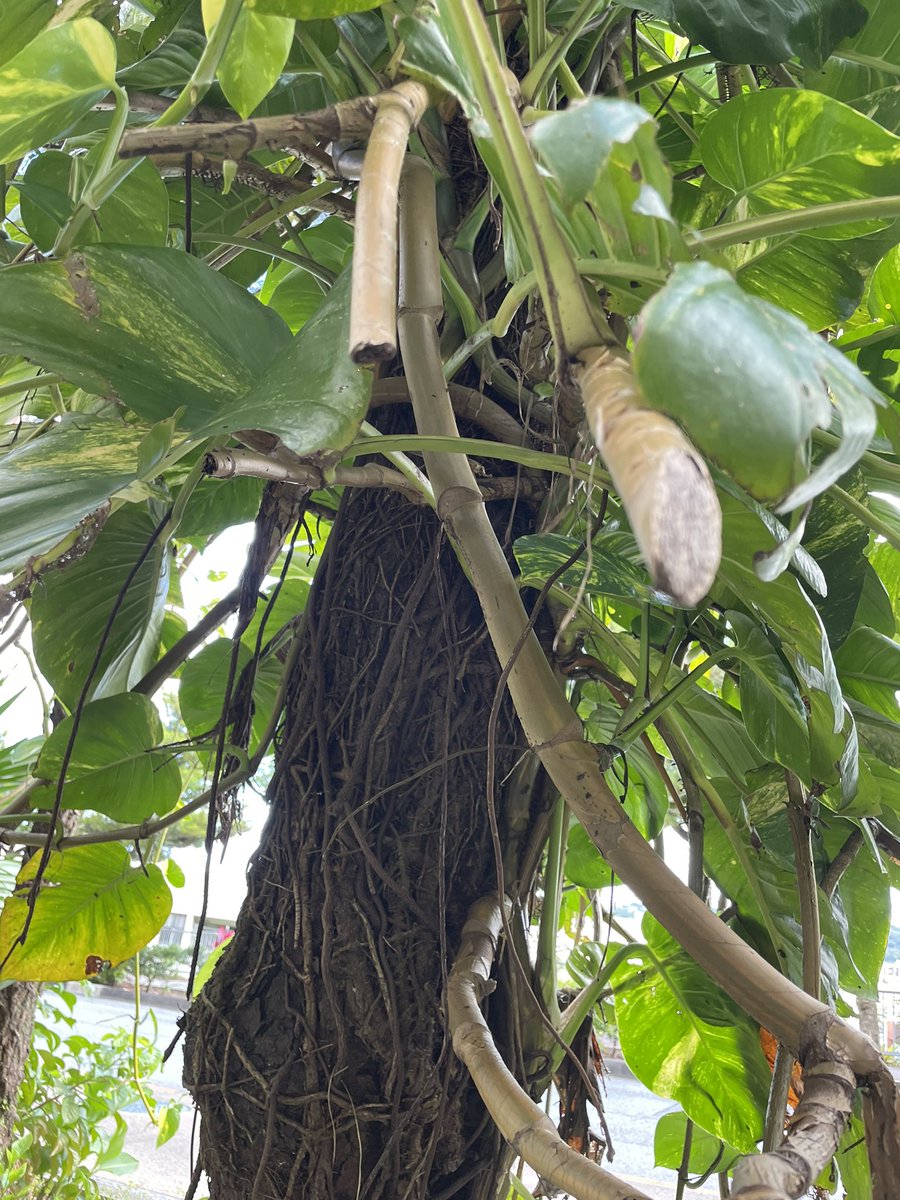 沖縄のでかいポトスとタコスと受粉 https://t.co/nAIKJfauy1