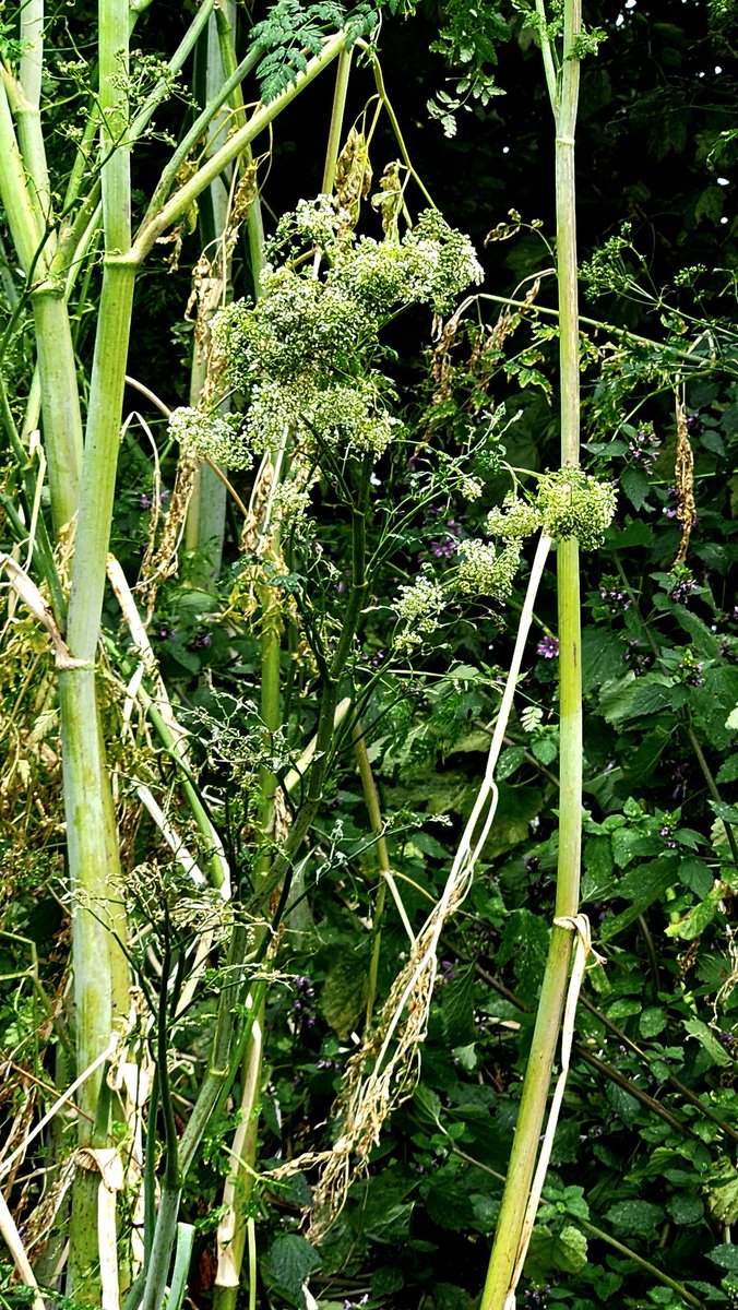 Should I be nervous standing next to this or is it a harmless relative of Giant Hogweed? Ta