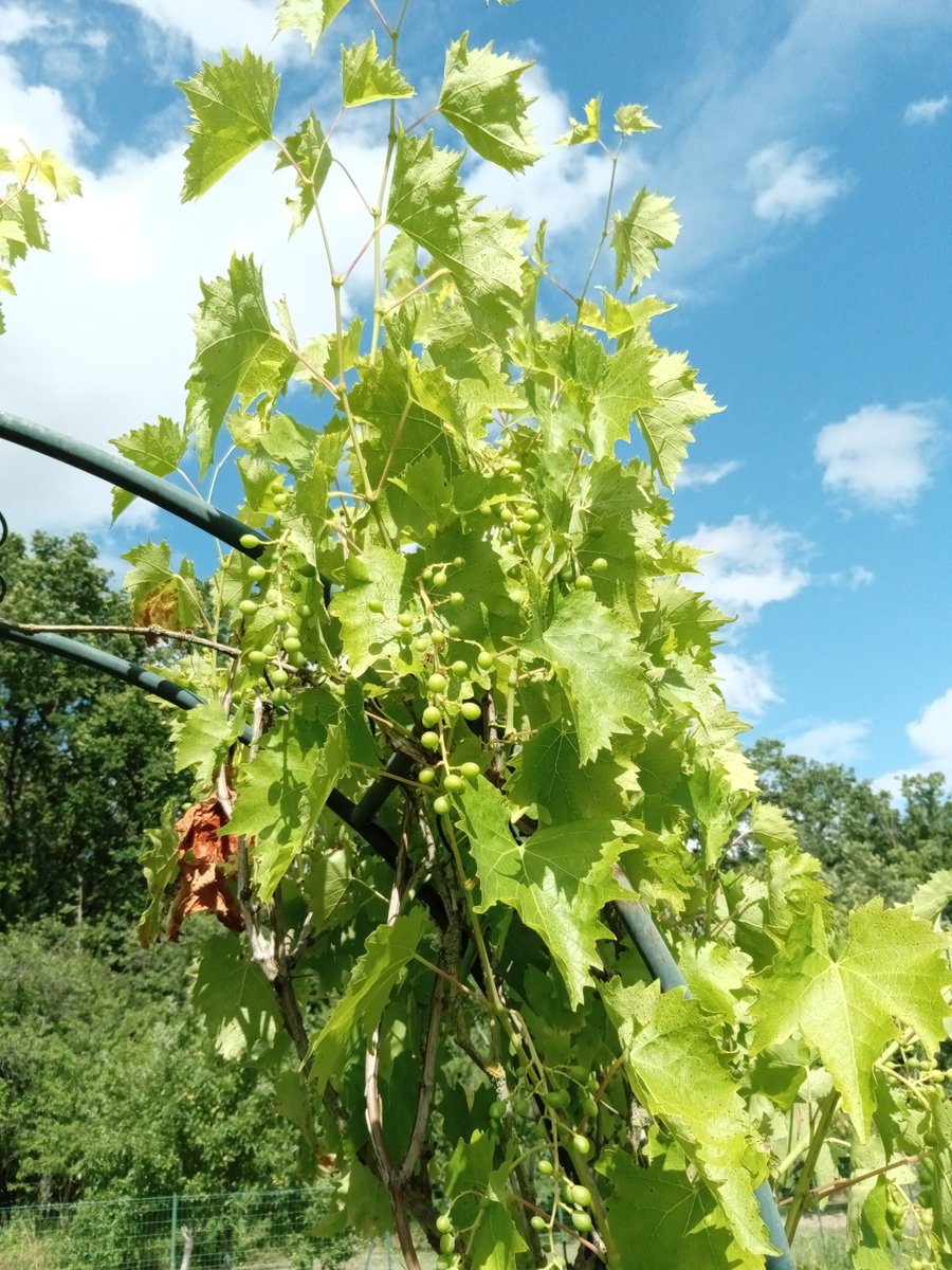 oiseaudejour's tweet photo. Promesse de belles grappes de raisin 😋😋
#TeamJardin
#mygarden 
#MonPotager https://t.co/deZNRg4qjV