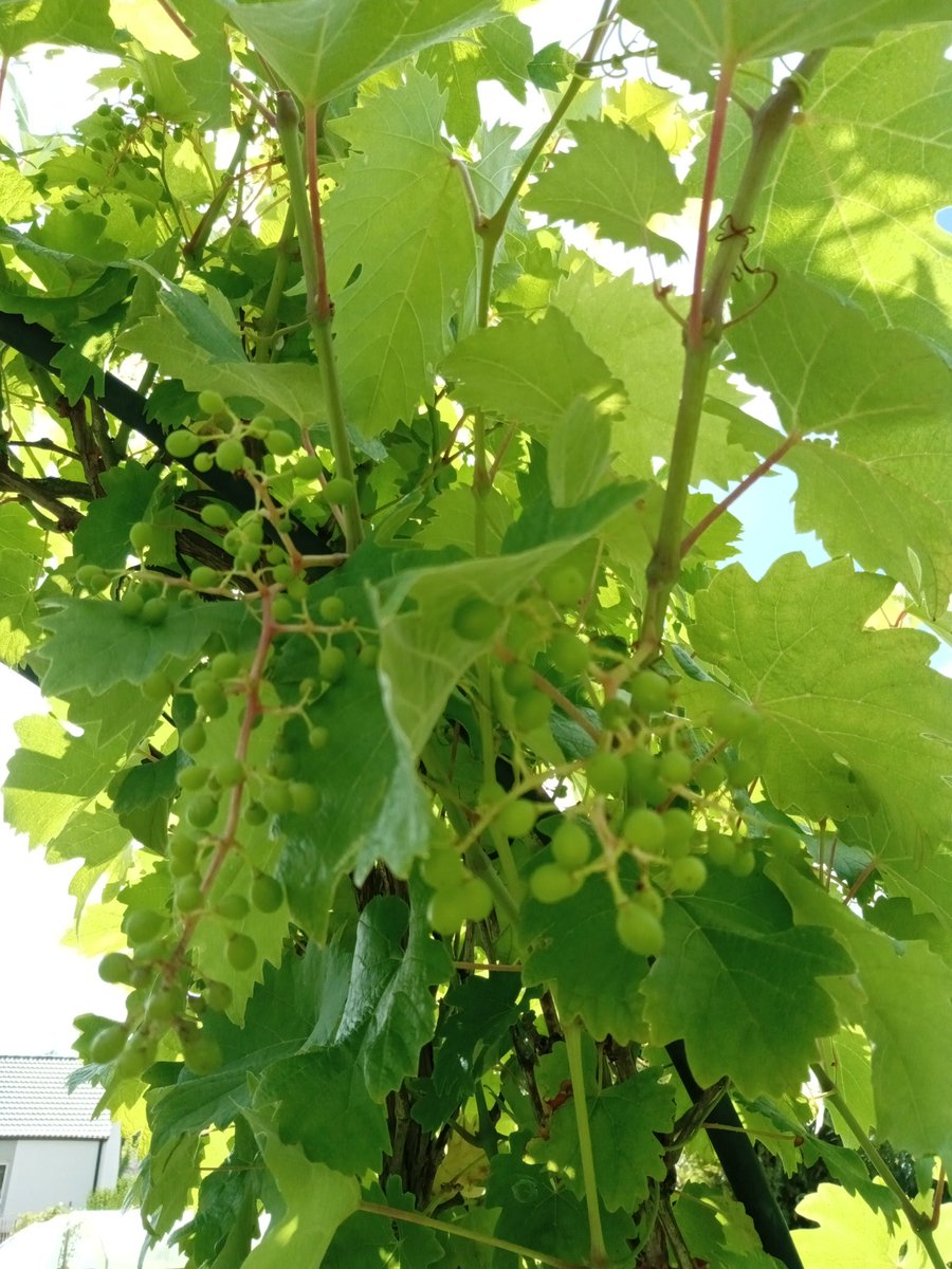 oiseaudejour's tweet photo. Promesse de belles grappes de raisin 😋😋
#TeamJardin
#mygarden 
#MonPotager https://t.co/deZNRg4qjV