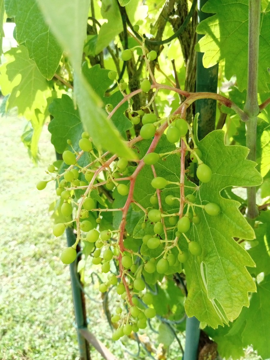 oiseaudejour's tweet photo. Promesse de belles grappes de raisin 😋😋
#TeamJardin
#mygarden 
#MonPotager https://t.co/deZNRg4qjV
