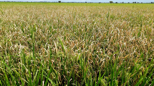 The mystery of an unprecedented oubreak of an Asian strain of #Xanthomonas oryzae in #Tanzania.

How did it come to #Africa and how to increase resistance of African rice varieties against the #pathogen before it spreads.

By Howard Wolinsky <a href="/journotwit/">Howard Wolinsky</a> 

embopress.org/doi/full/10.15…