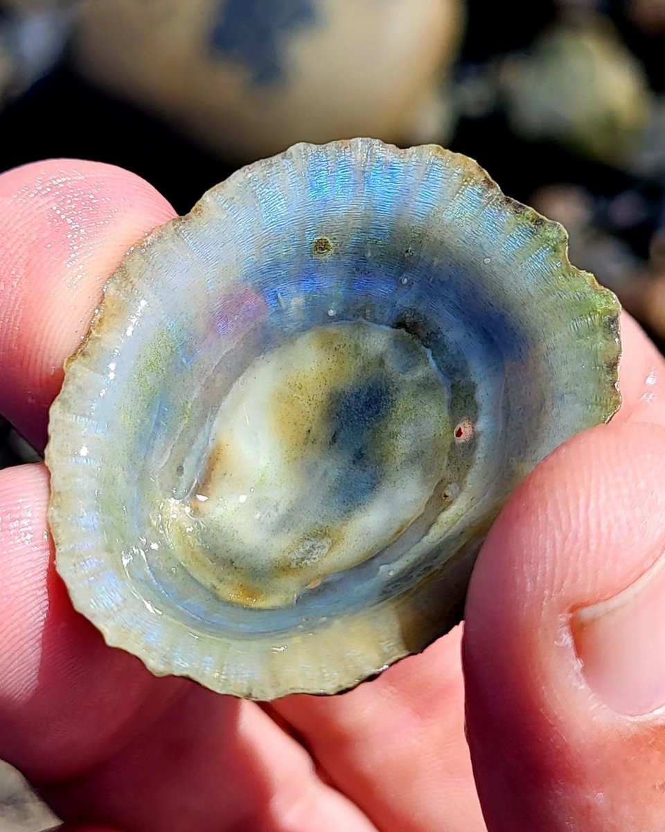 The inside of Common Limpet (Patella vulgata) shells often have an iridescence that is hard to capture on camera - but because this shell has been worn down a bit it's shining through much more strongly 😍 County Clare, Ireland.