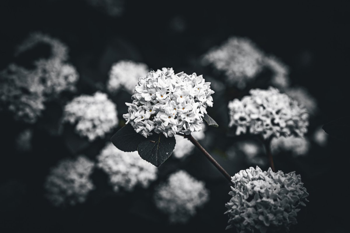 Fusion17863777's tweet photo. photo 1599
#Trichrome
#NikonD850 #SigmaArt135mm
@c_vollaire @EdenVal1 @FatOldAnarchist @AuxComtesse @JAmeaume @StationSimone @DjebelAmmour https://t.co/IlgdXzTJB8