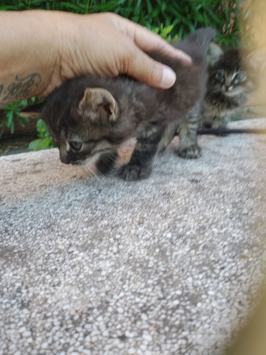 GatosSanblas's tweet photo. BUSCAN ADOPCIÓN EN MADRID. DIFUSIÓN.

Son dos gatitas de un mes, estaban en una urbanización donde corrían peligro. Ahora están limpitas en su casa de acogida y buscamos adopción preferiblemente conjunta. Más información por privado o correo gatos.sanblascanillejas@gmail.com https://t.co/MzxF8OmueL