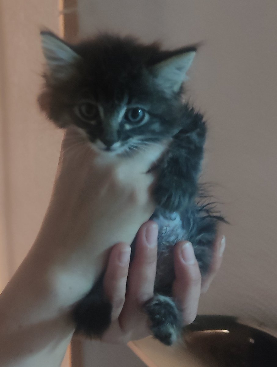 GatosSanblas's tweet photo. BUSCAN ADOPCIÓN EN MADRID. DIFUSIÓN.

Son dos gatitas de un mes, estaban en una urbanización donde corrían peligro. Ahora están limpitas en su casa de acogida y buscamos adopción preferiblemente conjunta. Más información por privado o correo gatos.sanblascanillejas@gmail.com https://t.co/MzxF8OmueL