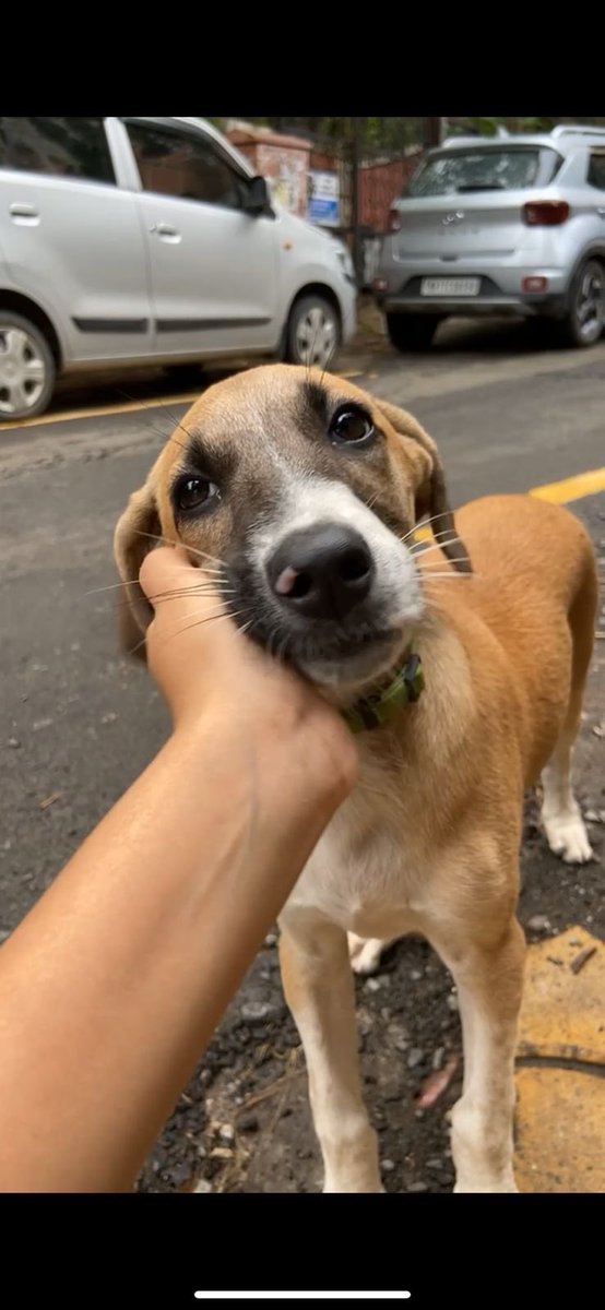 shivaniparmar99's tweet photo. Urgent Adoption Apeal For Cherry & Berry โผ๏ธ Whatsapp On 8446612244 if interested.
@PetaIndia @peta @NehaMadaanTOI #AdoptDontShop #adoptionpune #Adoption #punedogs #urgentadoption https://t.co/WtXouuWSDw