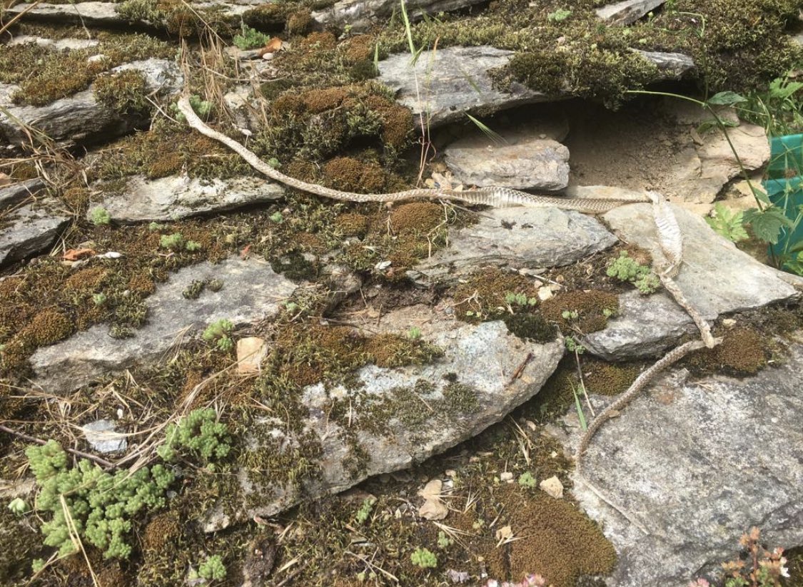 c_mmrrcc's tweet photo. #Serpent #Ardèche Mue de serpent de + d’1 mètre de long trouvé en Ardèche. Quelqu’un saurait à quel serpent cela correspond? (Ni couleuvre ni vipère à priori). https://t.co/p9M4mQVt1K