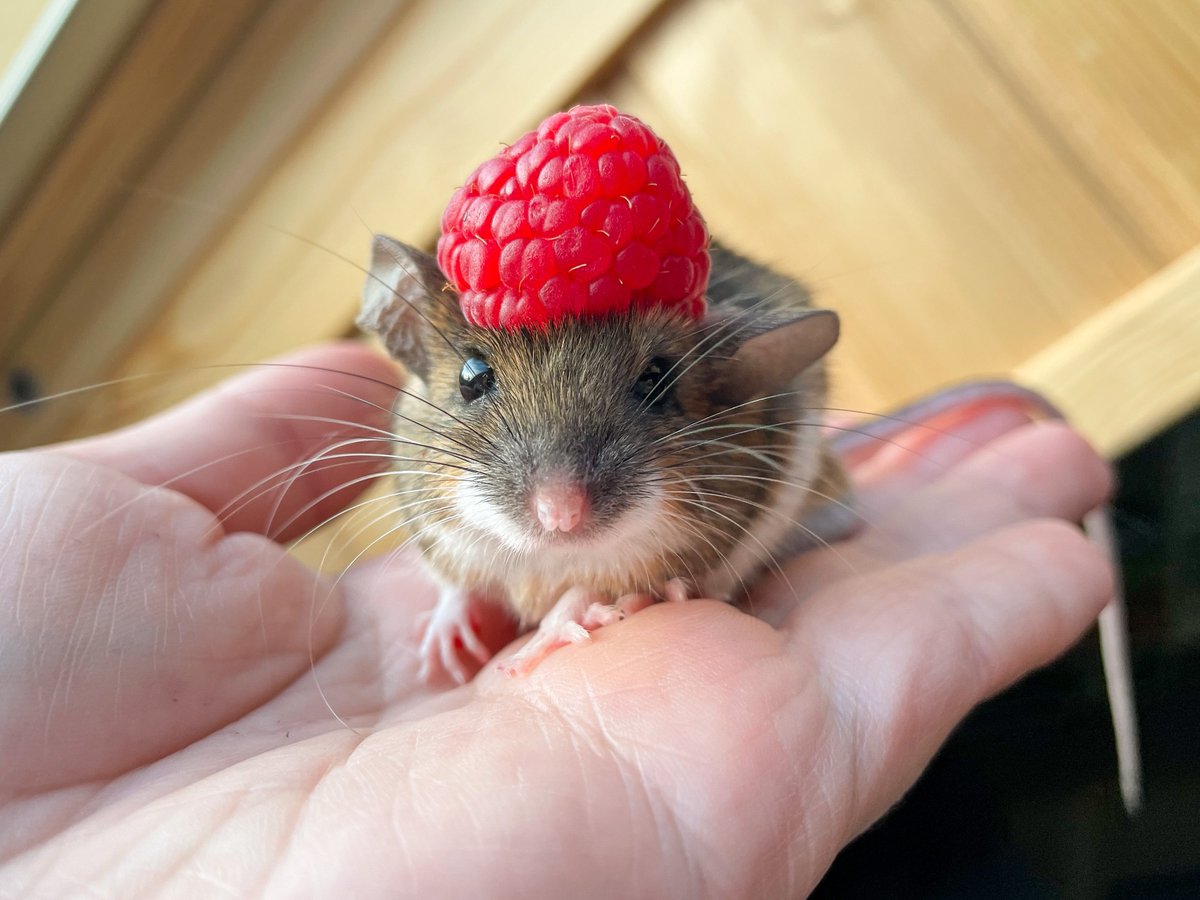 Эпатажная фрау Мышб с редким именем Брунгильда носит кандибобер на голове, уничтожает посевы, приунывает, но держится. Впрочем, как и все мы ❤️‍🩹✊🏻🐭