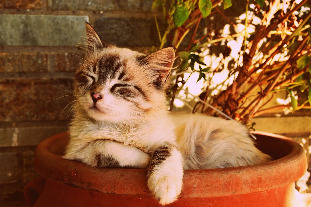 pugs_owners's tweet image. 😻 If you have a feline companion, you've probably witnessed their amazing acrobatic skills! Cats are natural athletes and love to jump and climb. #CatAthlete #VerticalSpaces #HappyClimber #pets #CatsAreFamily