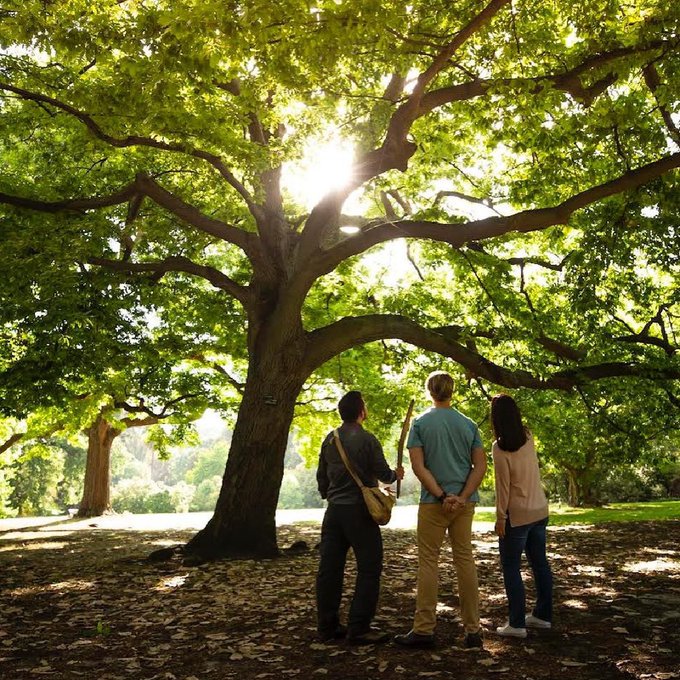 Bush Tucker in the ❤️ of Narrm? It's a thing at @RBG_Victoria!  Join a local Indigenous guide on an Aboriginal<a href="/tag/seeaustralia"class="tags"><span>#seeaustralia</span></a><a href="/tag/comeandsaygday"class="tags"><span>#comeandsaygday</span></a>