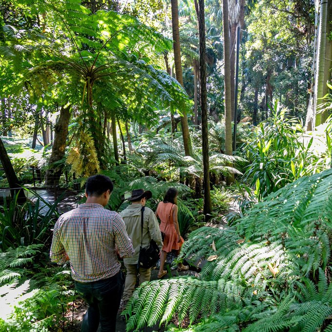 Bush Tucker in the ❤️ of Narrm? It's a thing at @RBG_Victoria!  Join a local Indigenous guide on an Aboriginal<a href="/tag/seeaustralia"class="tags"><span>#seeaustralia</span></a><a href="/tag/comeandsaygday"class="tags"><span>#comeandsaygday</span></a>