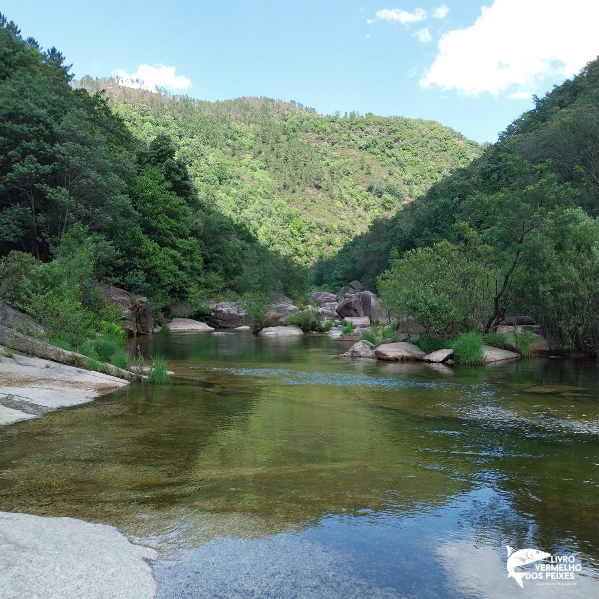 LvPeixes's tweet photo. Rio Cávado, com mais habitats incríveis para as nossas comunidades piscícolas. 🐟🐟🐟
📸: Filipe Sá
#lvpeixes #livrovermelhodospeixes #livrovermelho #peixe #rio #riosdeportugal #conservação #biodiversidade #natureza #nature #meioambiente #sustentabilidade #ambiente #portugal https://t.co/LjBk1FVPLu
