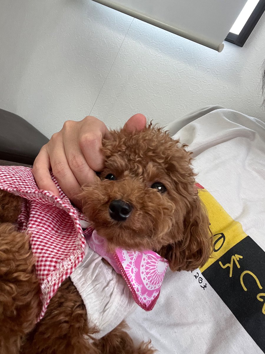 Polaris_Rin's tweet image. ああ〜雨季が来たよ☔️☔️☔️
ももちゃんたちに会いたい🐶🐶🐶🐶

#POLARIS2023 #ベトナムアイドル  #ポラリス #rinnie_polaris #不忘初心