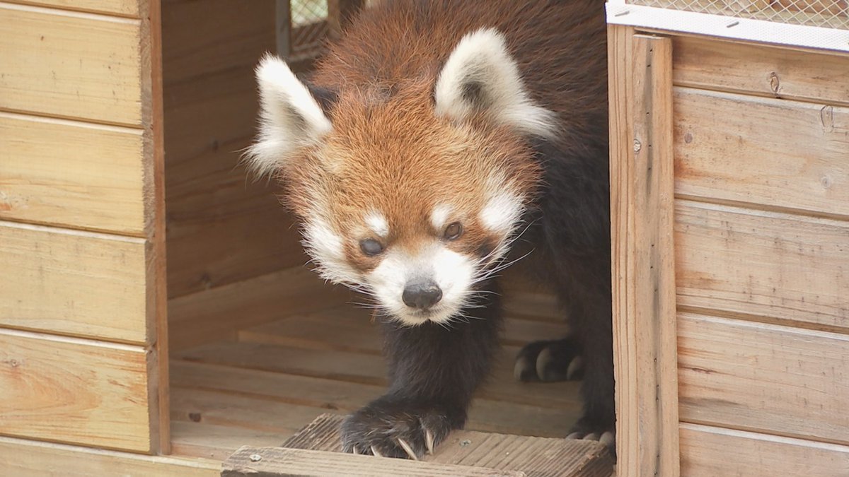 今夜の #news23 は…

▼#ススキノ首切断遺体
　男性はホテル近くで待ち合わせ
　遺体には”防御創なし”

▼子どもの #感染症 が流行中
　｢#ヘルパンギーナ｣は
　過去10年で最多に

▼トラブル続きの
　“#マイナ”で国会紛糾

▼”立ち姿”で一世を風靡した
　｢#風太くん｣が20歳に