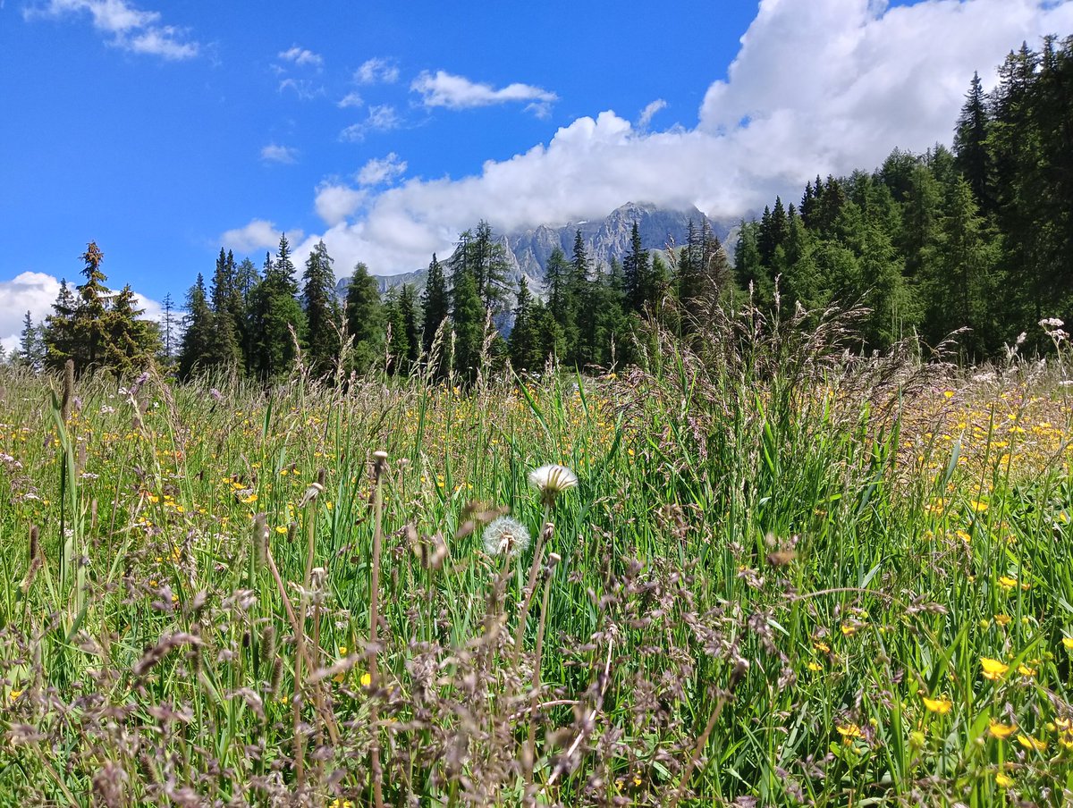 L'unica #pace possibile: il contatto con la #terra e gli #animali. Non si è mai soli se si ha la fortuna di avere ricevuto in dono l'#empatia. La #natura è la mia #famiglia e chi la tocca è il mio nemico. Sempre e solo #govegan #veganfortheanimals #liberazioneanimale