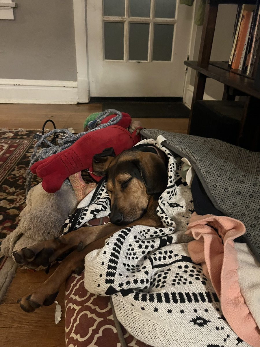 madzyyw's tweet photo. @madisyn_xo Only a blanket pile could calm her https://t.co/lIukwEjy1g