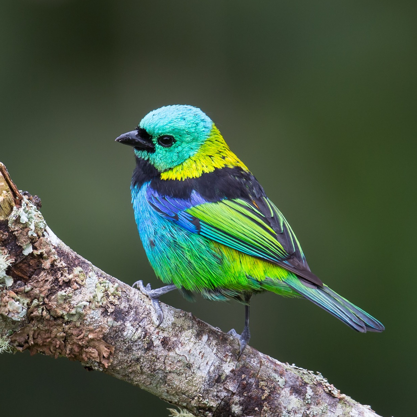 Picture Bird tweet media