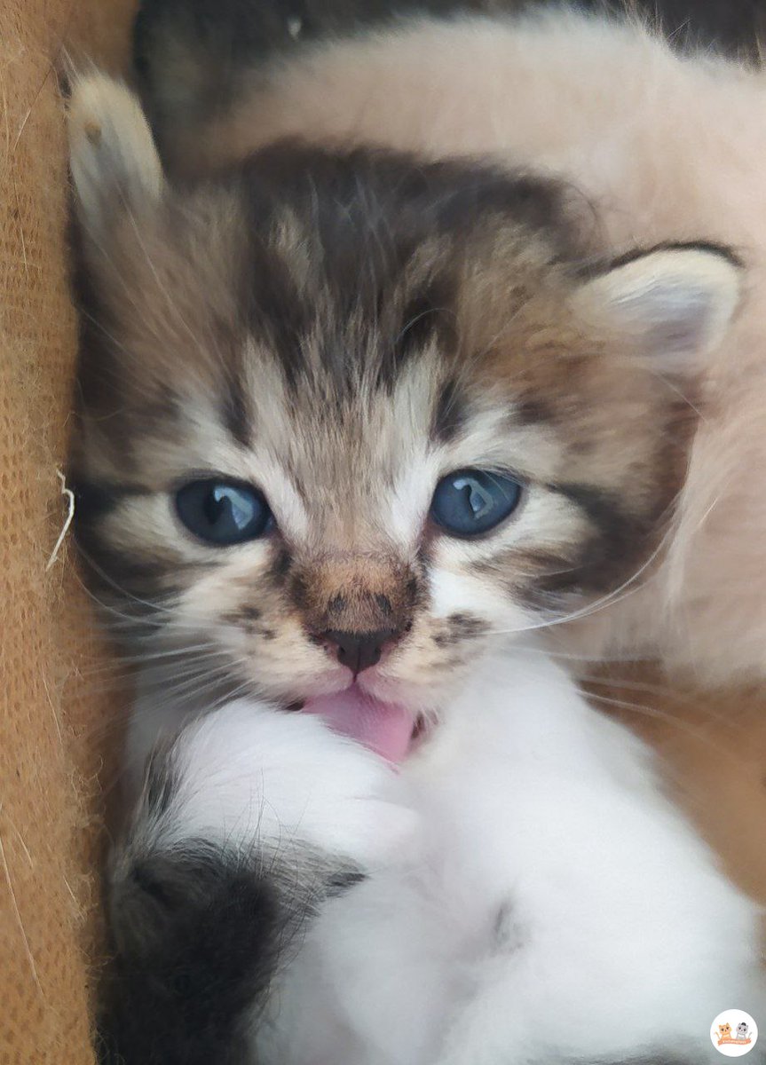 kochengfs's tweet photo. EMANG BOLEH YA ANAK kcg! TUH SE MUNGIL TENGIL KICIW IMUT BAU SUSU DAN SEPOLOS INI???!!! https://t.co/HLwnJOaEKf