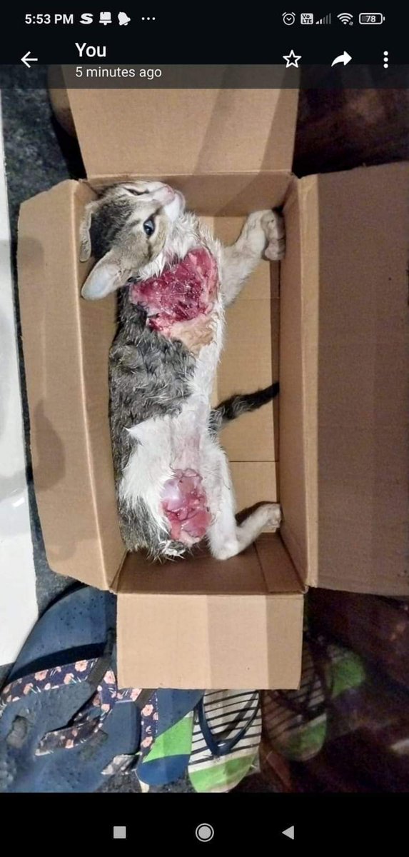 Niks_190's tweet photo. Cruelty beyond words alert!!
“Someone cut the limbs of the cat and placed in front of the door on 7th floor. This is done to threaten the resident who feeds cats. This heinous crime was committed at 100 feet road, behind Sahakari Bhandar, Casa Terrasa. Vasai. https://t.co/IKTc3eryF9