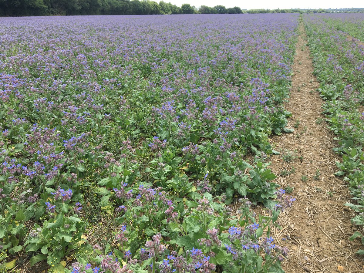 25 beautiful mm. The borage will be grateful.