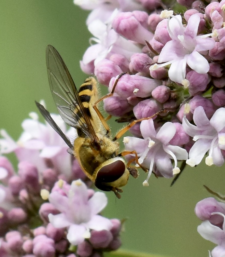 'Wednesdays will always bring smiles for the second half of the week.'

Good morning everyone!🩷🩷

#nature #NaturePhotography #macro #macrophotography #bee #pollinator #Nikon #nikonphotography @UKNikon @NEE_Naturalist