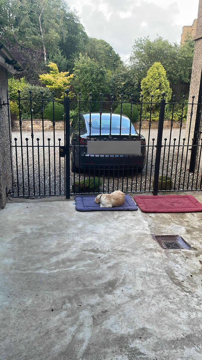mumofrescuedogs's tweet photo. River waits for me to come home everytime I'm away 🥺 Back soon sweet boy! #dog #dogs #rescuedogs #rescuedog #Goldenretrievers #goldenretriever #goldenretrieverlover  #dogsoftwitter https://t.co/DJAyDVilYq