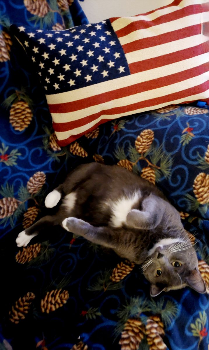 Meeka & I want to wish everyone a Happy & Safe 4th of July 🎆🐈🐾🐈‍⬛🐾💜 
#4thJuly #4thofJuly
#4thofJuly2023 #Happy4thofJuly
#Happy4th #HappyIndependenceDay  #IndependenceDay  #CatsLover #CatsAreFamily
#cats #CatsLover #CatsofTwittter #CatsOfTwitter 
#CatsOnTwitter
#MeekaKat6