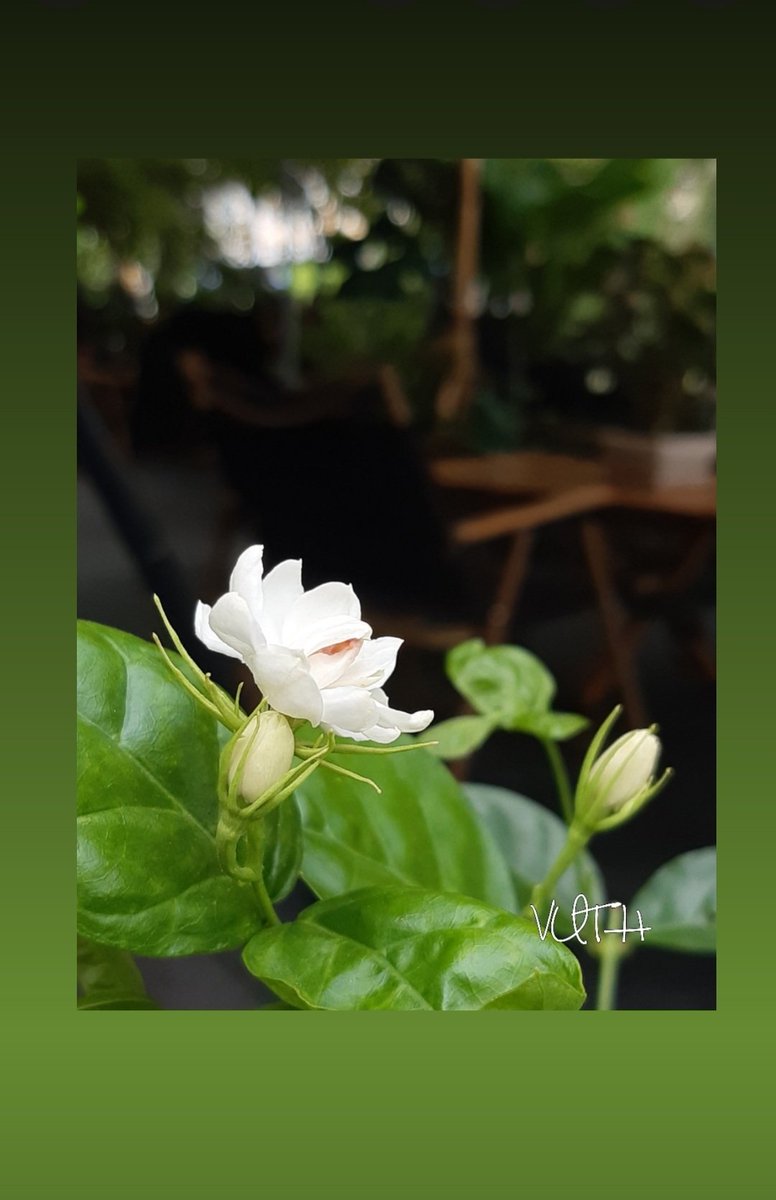 vuth_photo's tweet photo. Coffee
Tree Camp
ถ. นวลจันทร์56
#Photobyvuth #treecamp https://t.co/pZCzMot22i