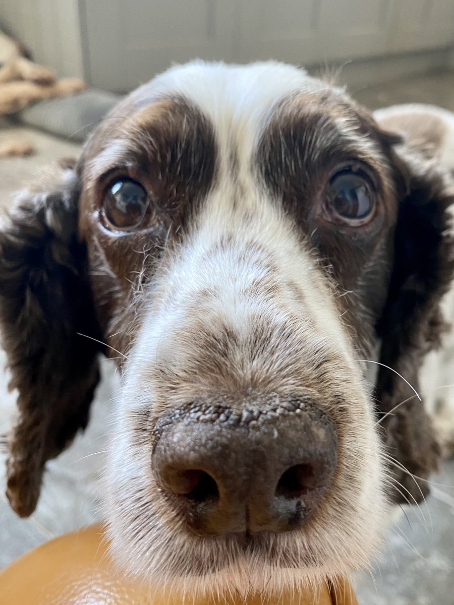 SpanielsSuper's tweet image. Happy Wednesday everyone
Has anyone got a boop for me?
#BoopMyNose #Boop #DogsOfTwitter 
#MarvellousMo