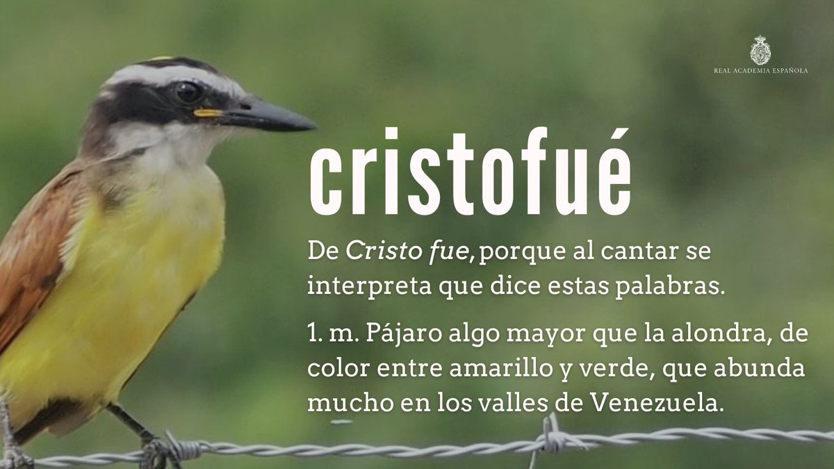 RAEinforma's tweet photo. #PalabraDelDía | cristofué

Tiene origen similar «diostedé», nombre del tucán en algunas zonas. Otro nombre de origen curioso es «cenzontle» o «sinsonte», del náhuatl «centzuntli» ‘que tiene cuatrocientas [voces]’.

¿Proponen más nombres curiosos de aves? https://t.co/d7Tb9pPTKb