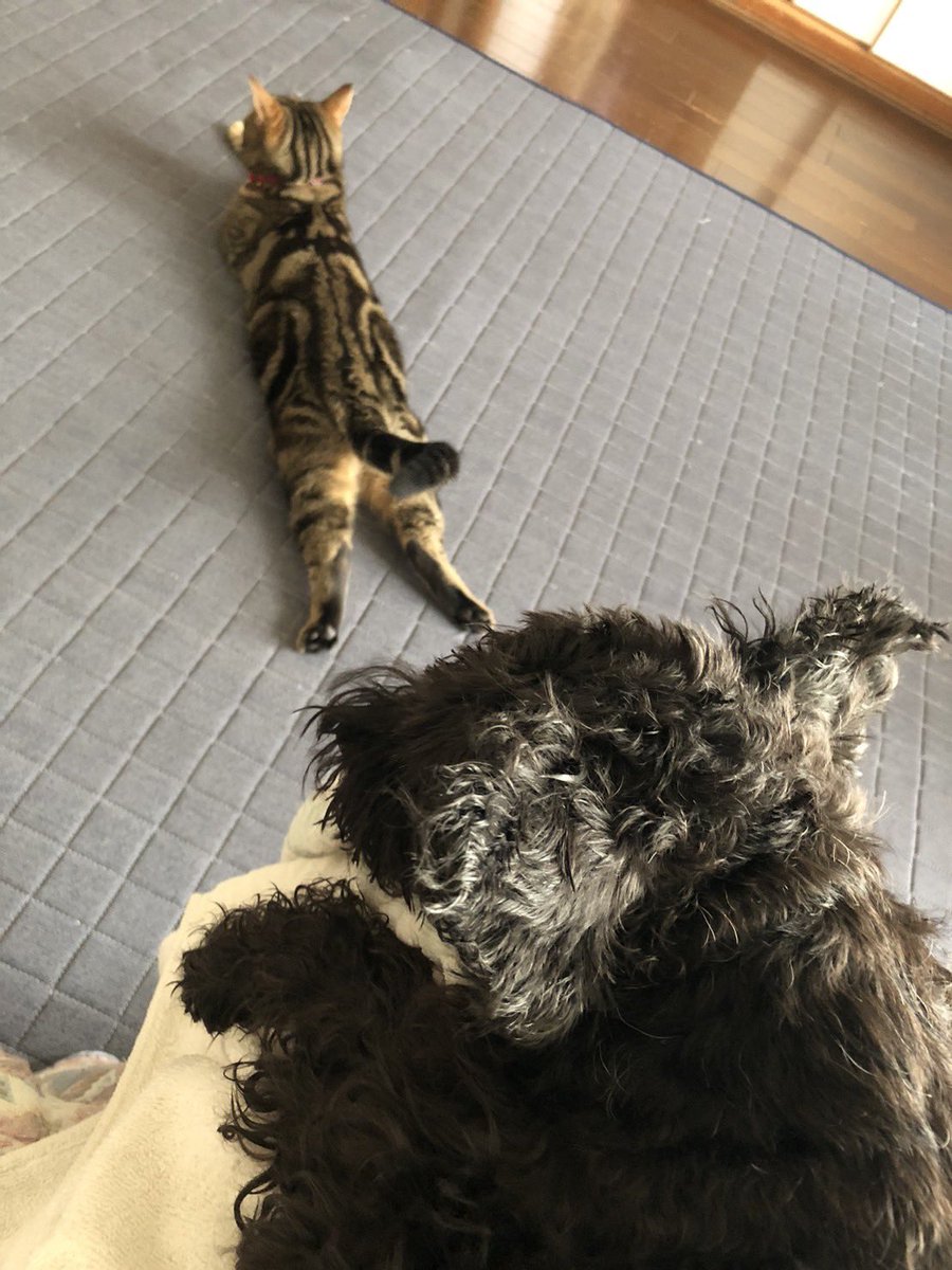 maclime_cat's tweet photo. やっぱりなつはあしのばしておなかひやすのがいいでちね！じっさい！ https://t.co/xSUwyxjsYW