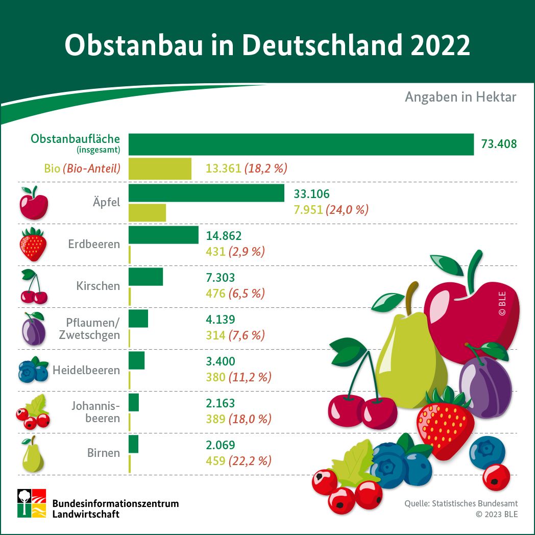 BZL_aktuell's tweet photo. In Deutschland wurde 2022 auf rund 73.400 Hektar #Obst angebaut - das waren etwa 0,5 % der gesamten landwirtschaftlich genutzten Fläche. Der #Apfel dominiert beim Obstanbau mit Abstand 🍎🍏.
➡https://t.co/T4t3u0ahRP
#Landwirtschaft #Datenzentrum https://t.co/E8XGtZ89he