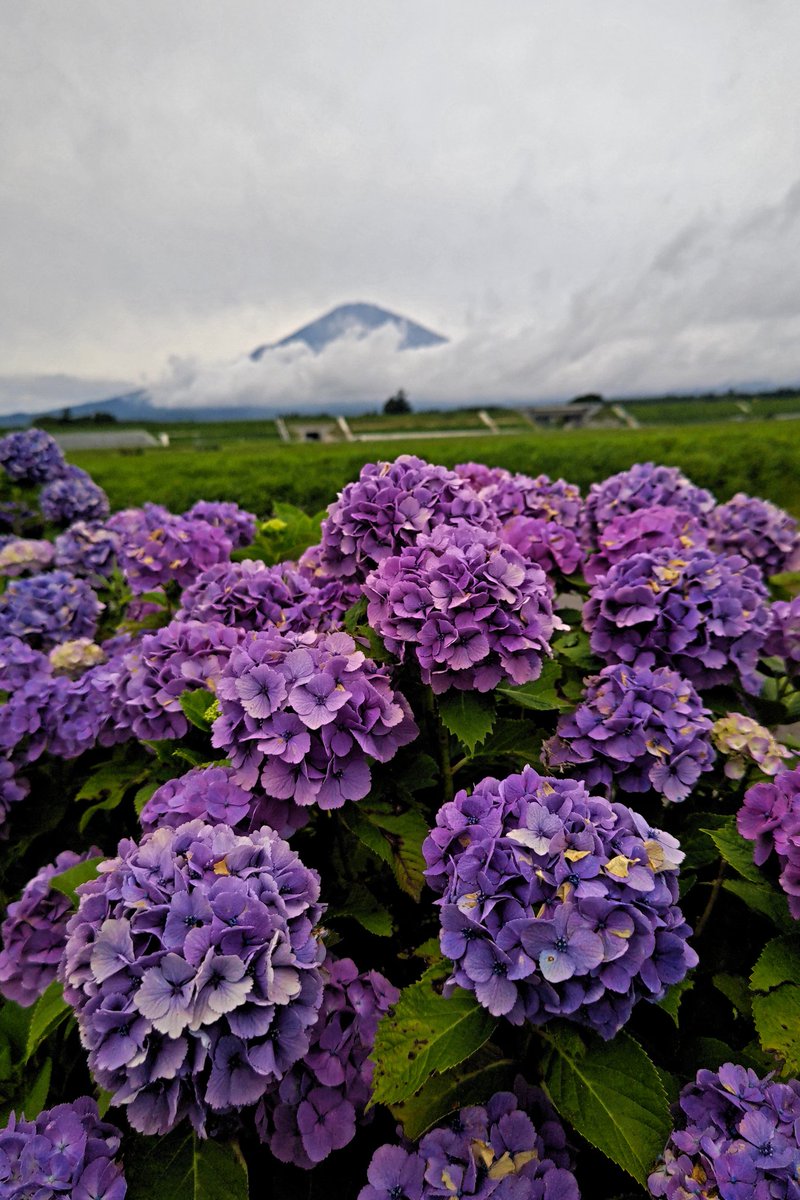 94S8m3gugZ8bzAb's tweet photo. 今日は富士山🗻は雲の中から頭を出したり隠れたりの繰り返し🔃

 夏山登山

静岡県側の開山は今週末です。

これからは梅雨明けして登山者が増えてヘッドライトの灯りの行列が見える時もあります。

ご来光を山頂で見るための行列で大渋滞します。

 #富士山
#紫陽花
#mtfujiphto
#mt.fuji https://t.co/1zwKyifvC2