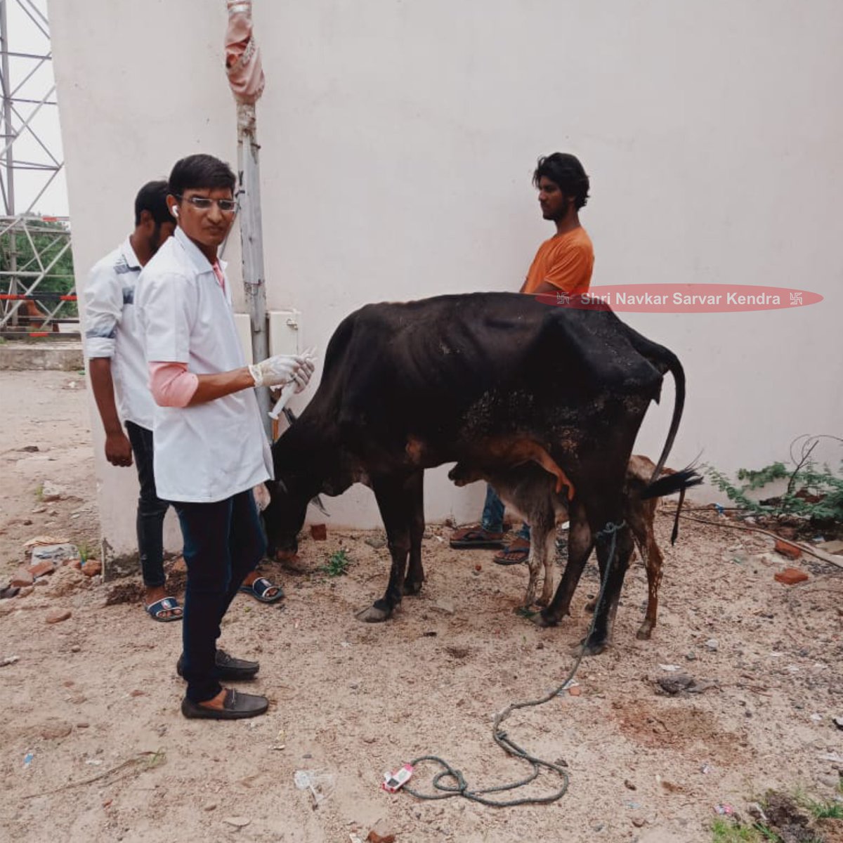 Jeevdaya Activity: The cow had fever. Our team of veterinary doctors reached the spot to serve the needed treatment and medicine.