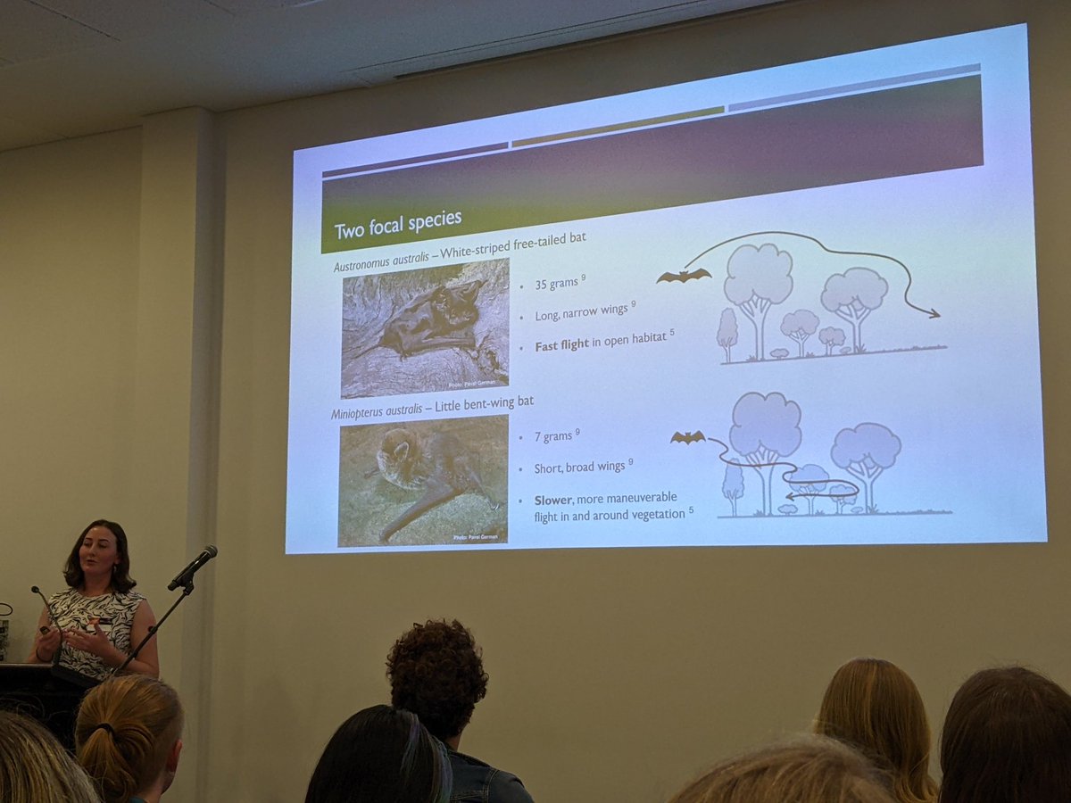 What a treat - THREE talks on microbats on the same day at #ESAus23 🦇🦇🦇 Bats need hollow trees, darkness &amp; remnant veg <a href="/Rani_S_Davis/">Rani Davis</a> <a href="/HarryRustBats/">Harry Rust - Bat Scientist</a>