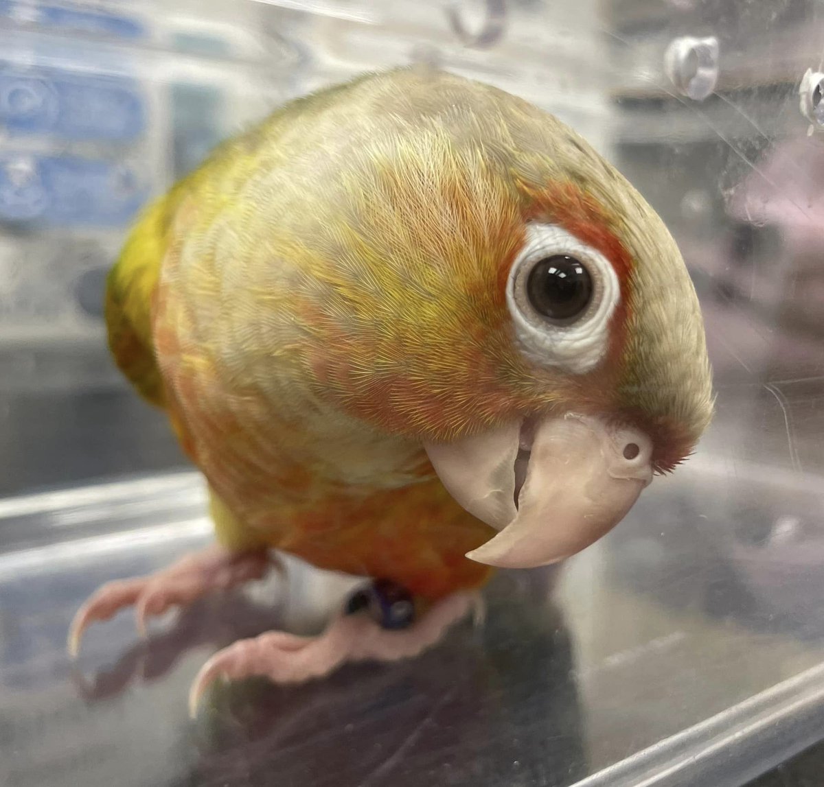 ManorVetsToday's tweet photo. 🦜Fifi is a beautiful 5 month old #Conure that came in for a health check with our Exotic Vets Mikel &amp; Jocelyn

 #avianvets #edgbaston https://t.co/dhtbLlmSV3