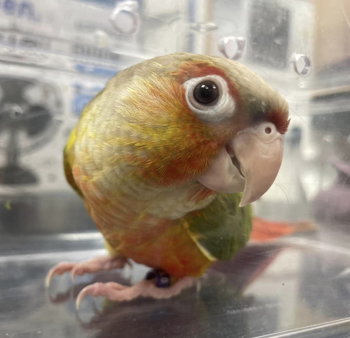 ManorVetsToday's tweet photo. 🦜Fifi is a beautiful 5 month old #Conure that came in for a health check with our Exotic Vets Mikel &amp; Jocelyn

 #avianvets #edgbaston https://t.co/dhtbLlmSV3