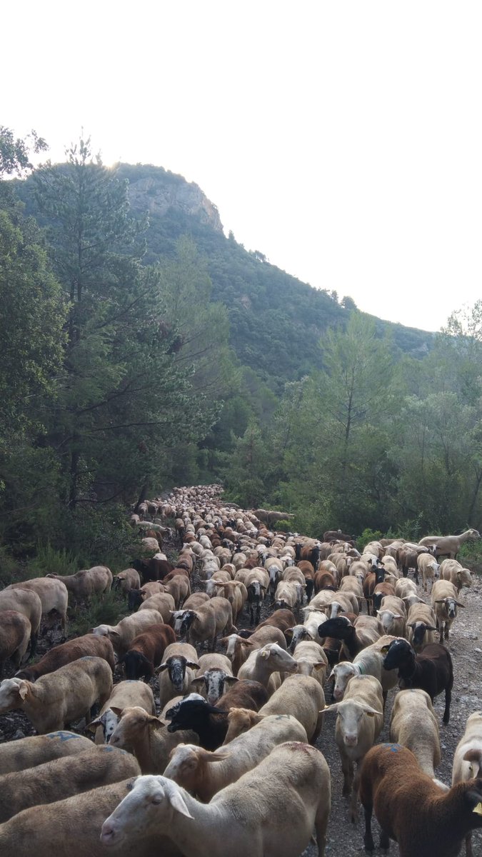 Avui el ramat s'endinsa al cor de l'Alta Garrotxa, camí de la Creu de principi, Ribelles...
#transhumància #carrerada