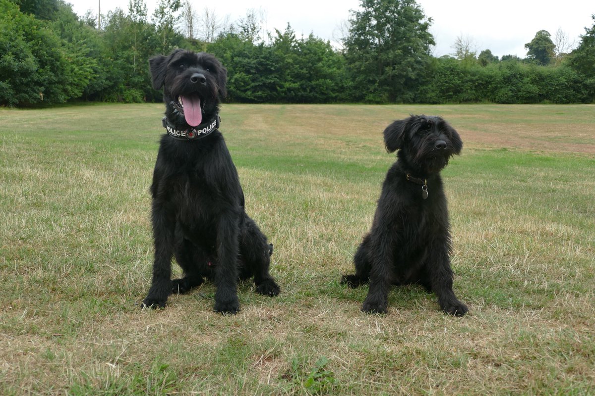 DC_Police Dogs ( Puppy Development Program) tweet media