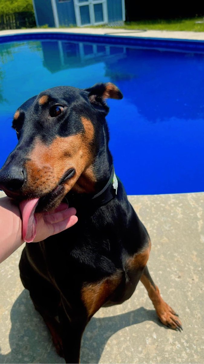 kingkillumbia's tweet photo. Big BoomBa
#doberman #animalattacks #dobermanpinscher #dobermanattack #viciousanimal #kingkillumbia #killumbia #rap #hiphop #love #pet #dogsoftwitter https://t.co/nl6OpMPw38