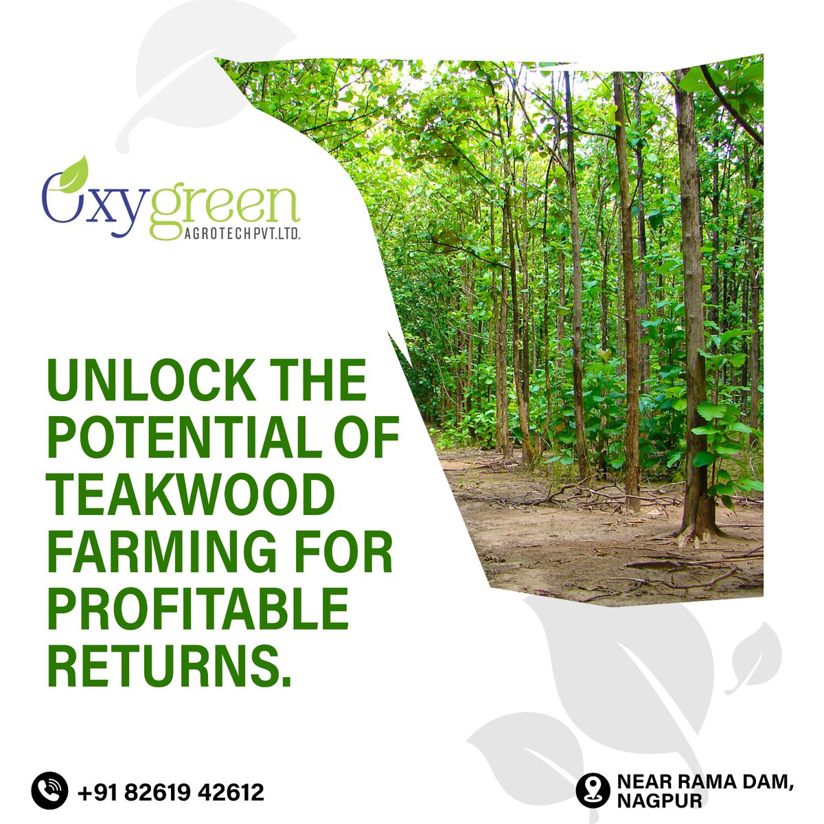 OxygreenAgrotec's tweet image. Dive into the world of teak cultivation, where each seed holds incredible potential.

Learn how to nurture these majestic trees and watch your investment grow.

☎ Contact
8261942612

#TeakwoodFarming #ProfitableReturns #SustainableInvestment #InvestInTeakwood #GrowWithTeakwood