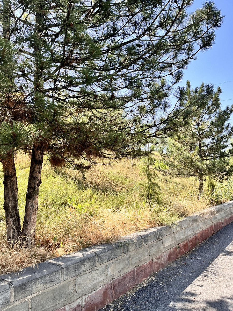foreversocorro's tweet photo. Batıkent villalar bölgesi… adam boyu diken, ot.. içinde yılan.. ne ararsanız var! @yenimahallebld ne iş yapıyor park ve bahçeler anlam vermek zor! Şehrin göbeğinde defalarca kez aranmalarına rağmen; bir ekip göndermemek! İnsan bazen bu partiye mensup olmaktan utanıyor! https://t.co/27ZwD3lZEc