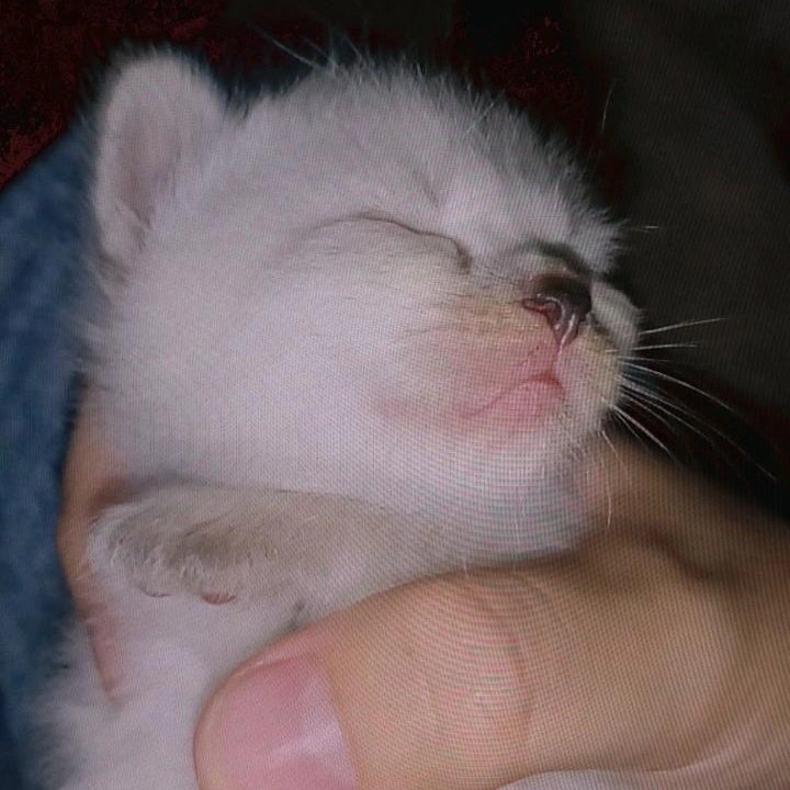 capmrvlid's tweet photo. @kochengfs Ini dia si tengil yang udah becall🥰💜 https://t.co/VKPE4hqYfL