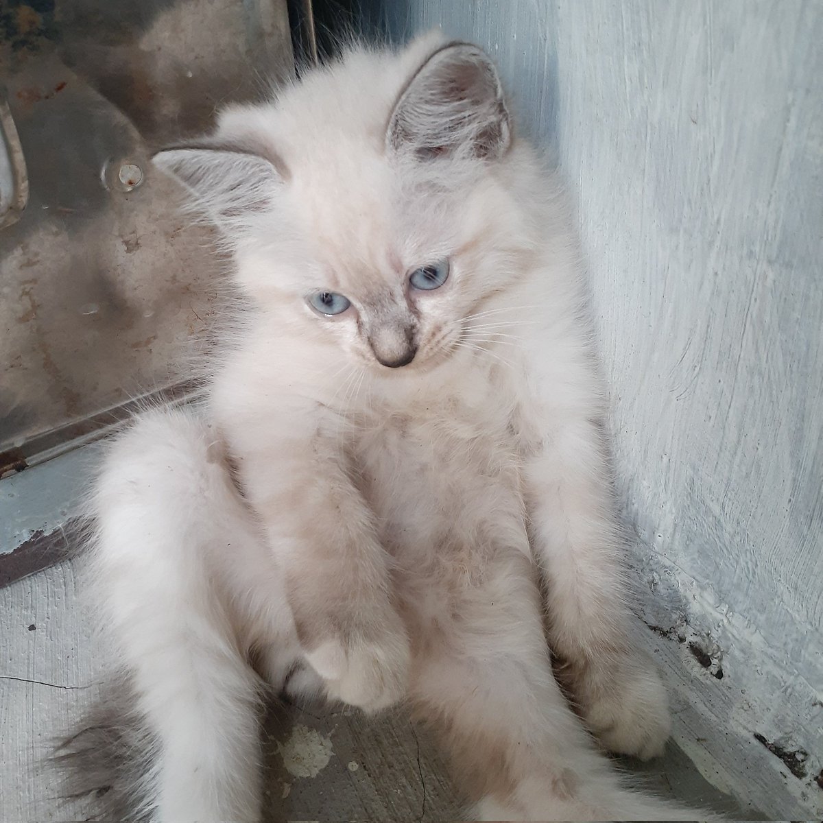 capmrvlid's tweet photo. @kochengfs Ini dia si tengil yang udah becall🥰💜 https://t.co/VKPE4hqYfL